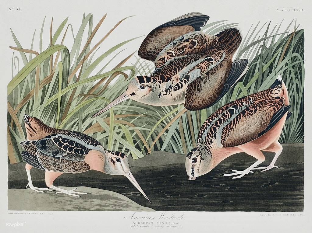 American Woodcock from Birds of America (1827) by John James Audubon (1785 -1851), etched by Robert Havell (1793 - 1878). by Free Public Domain Illustrations by rawpixel is licensed under CC BY 2.0.